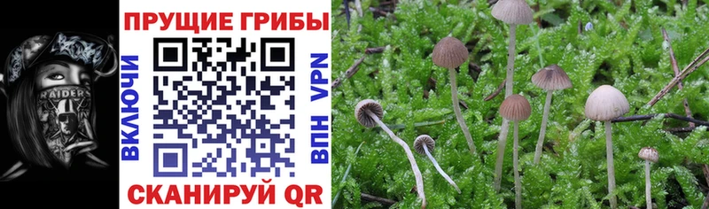 Псилоцибиновые грибы Psilocybe Кириллов